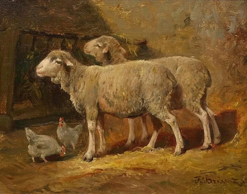 Pecore e galline nella stalla